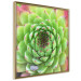 Wall Poster Succulent (Square) - botanical composition with green-pink leaves 114447 additionalThumb 3