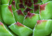 Wall Poster Succulent (Square) - botanical composition with green-pink leaves 114447 additionalThumb 4