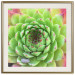 Wall Poster Succulent (Square) - botanical composition with green-pink leaves 114447 additionalThumb 20