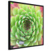 Wall Poster Succulent (Square) - botanical composition with green-pink leaves 114447 additionalThumb 2