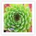 Wall Poster Succulent (Square) - botanical composition with green-pink leaves 114447 additionalThumb 25