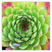 Wall Poster Succulent (Square) - botanical composition with green-pink leaves 114447
