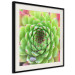 Wall Poster Succulent (Square) - botanical composition with green-pink leaves 114447 additionalThumb 9