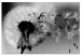 Canvas Print Dandelion - a fleeting, decaying plant in black and white colors 118247