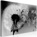Canvas Print Dandelion - a fleeting, decaying plant in black and white colors 118247 additionalThumb 2