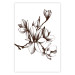 Poster Renaissance Magnolias - black and white composition with delicate flowers 119047