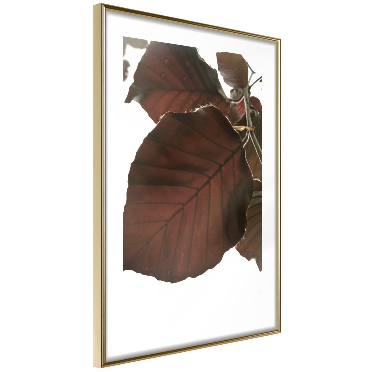 Poster Autumn Leaves - natural brown leaf in the light of bright sunlight 122647 additionalImage 6
