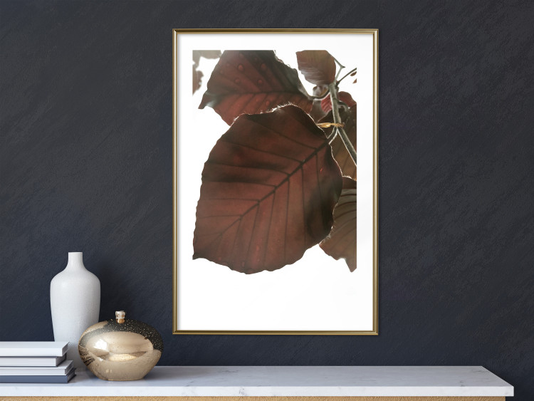 Poster Autumn Leaves - natural brown leaf in the light of bright sunlight 122647 additionalImage 13