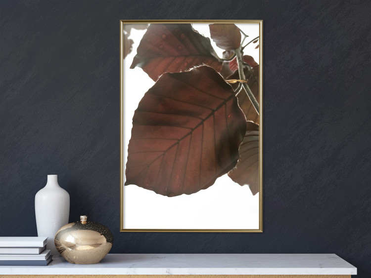 Poster Autumn Leaves - natural brown leaf in the light of bright sunlight 122647 additionalImage 5