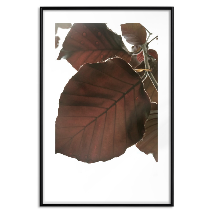 Poster Autumn Leaves - natural brown leaf in the light of bright sunlight 122647 additionalImage 15