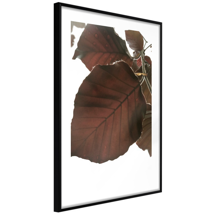 Poster Autumn Leaves - natural brown leaf in the light of bright sunlight 122647 additionalImage 11
