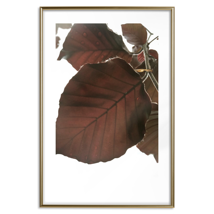 Poster Autumn Leaves - natural brown leaf in the light of bright sunlight 122647 additionalImage 14