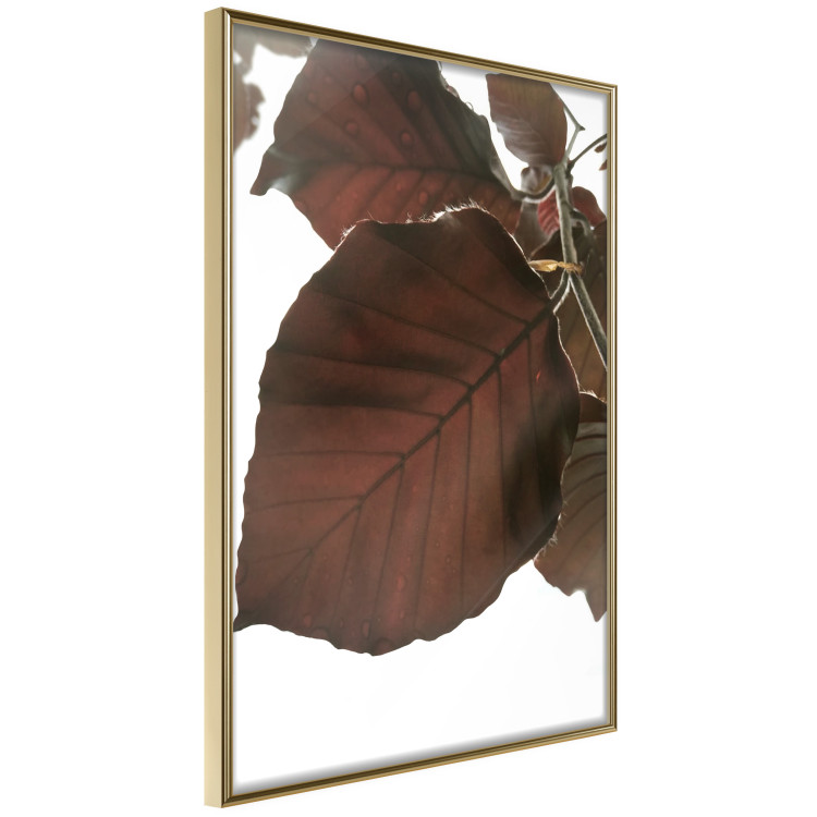Poster Autumn Leaves - natural brown leaf in the light of bright sunlight 122647 additionalImage 12