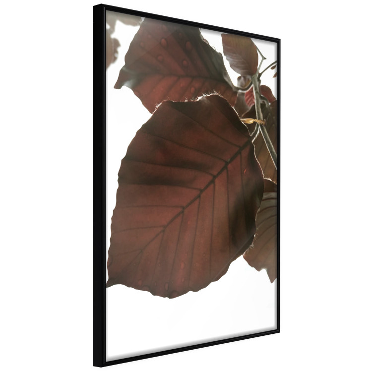 Poster Autumn Leaves - natural brown leaf in the light of bright sunlight 122647 additionalImage 10