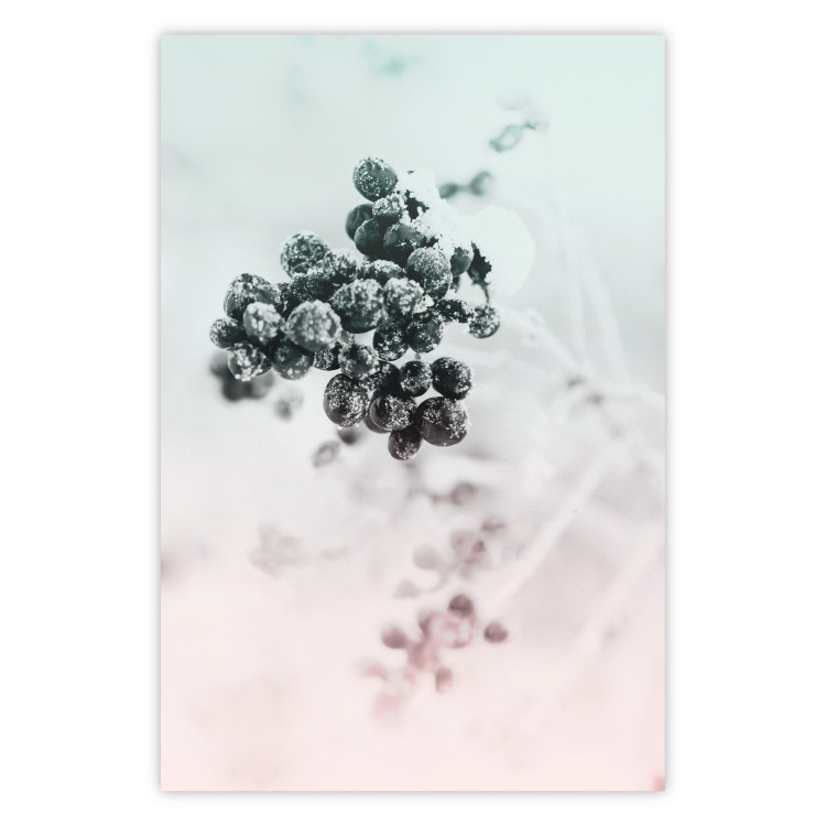 Wall Poster Frozen Twig - plant with dark berries on pastel background 124947