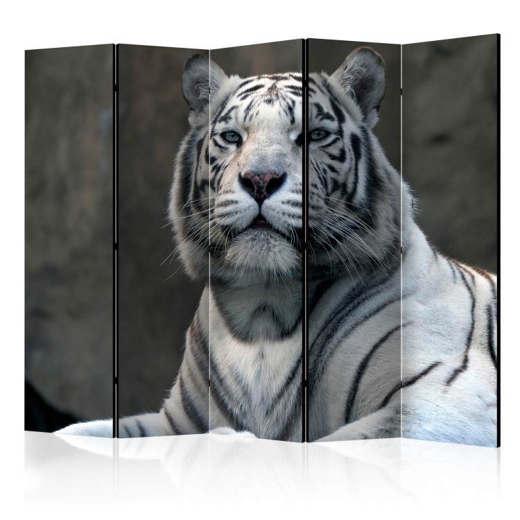 Room Divider Screen Bengal Tiger in the Zoo II (5-piece) - composition with a wild cat 133347