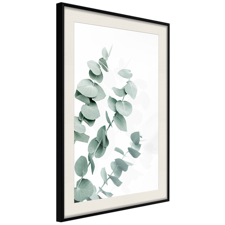 Wall Poster Eucalyptus Leaves - Minimalist Plant Twigs Isolated on White 146147 additionalImage 6