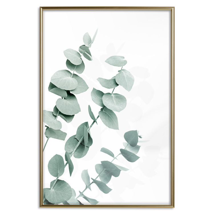 Wall Poster Eucalyptus Leaves - Minimalist Plant Twigs Isolated on White 146147 additionalImage 17