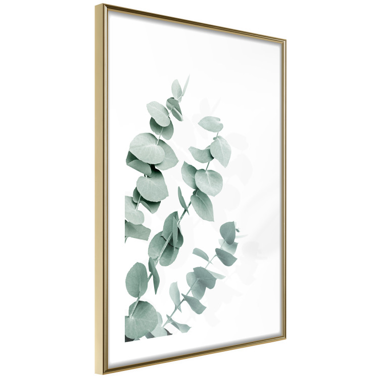 Wall Poster Eucalyptus Leaves - Minimalist Plant Twigs Isolated on White 146147 additionalImage 11