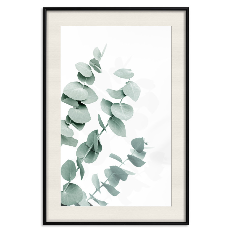 Wall Poster Eucalyptus Leaves - Minimalist Plant Twigs Isolated on White 146147 additionalImage 27