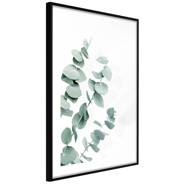 Wall Poster Eucalyptus Leaves - Minimalist Plant Twigs Isolated on White 146147 additionalImage 5