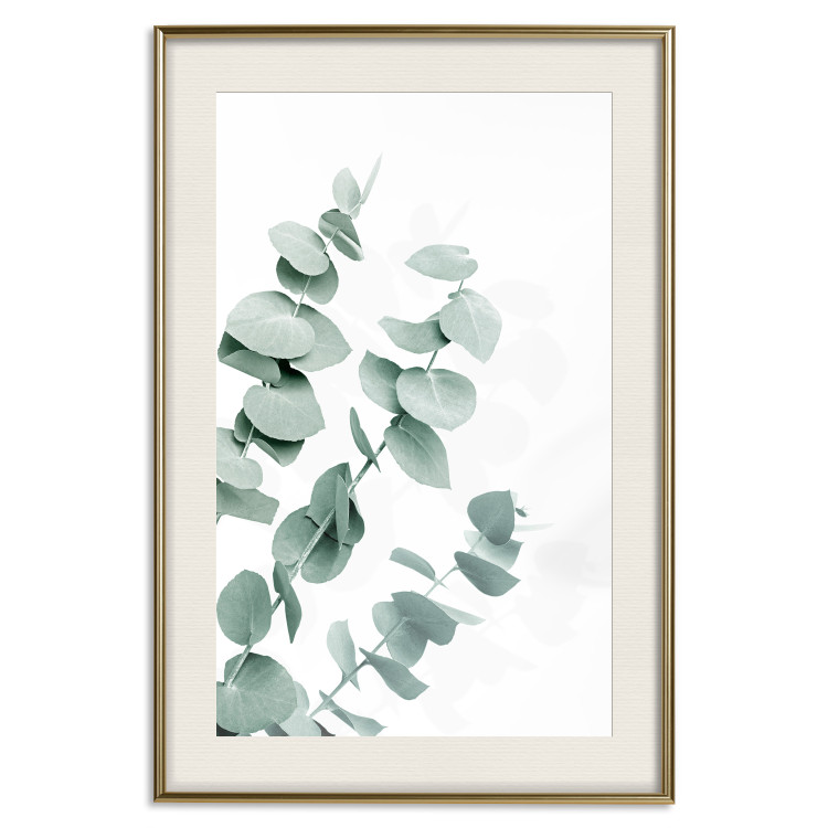 Wall Poster Eucalyptus Leaves - Minimalist Plant Twigs Isolated on White 146147 additionalImage 26