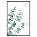 Wall Poster Eucalyptus Leaves - Minimalist Plant Twigs Isolated on White 146147 additionalThumb 14