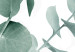 Wall Poster Eucalyptus Leaves - Minimalist Plant Twigs Isolated on White 146147 additionalThumb 4