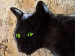 Canvas Green-eyed cat 49447 additionalThumb 2