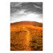 Poster Idyll - nature landscape against meadow backdrop in sunlight 123857
