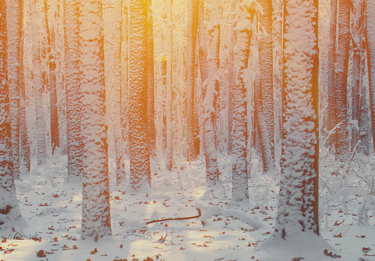 Wall Poster Winter Afternoon - forest in winter atmosphere against setting sun 124457 additionalImage 8