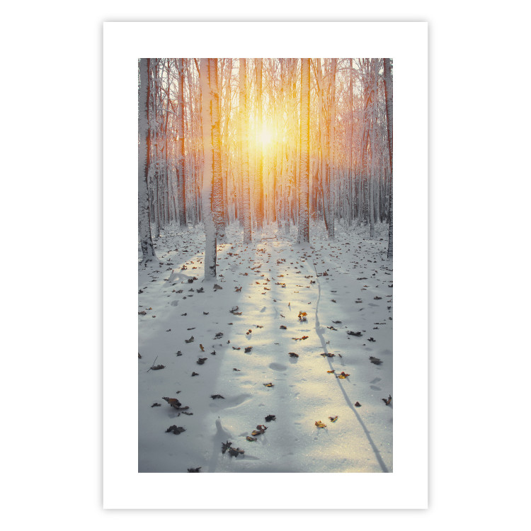 Wall Poster Winter Afternoon - forest in winter atmosphere against setting sun 124457 additionalImage 16