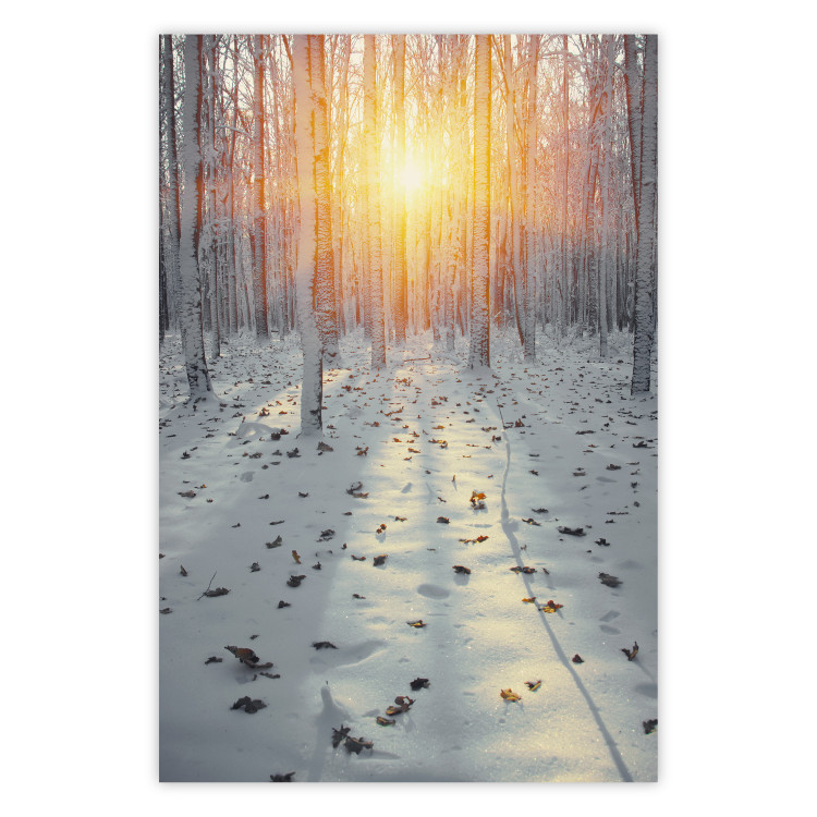 Wall Poster Winter Afternoon - forest in winter atmosphere against setting sun 124457