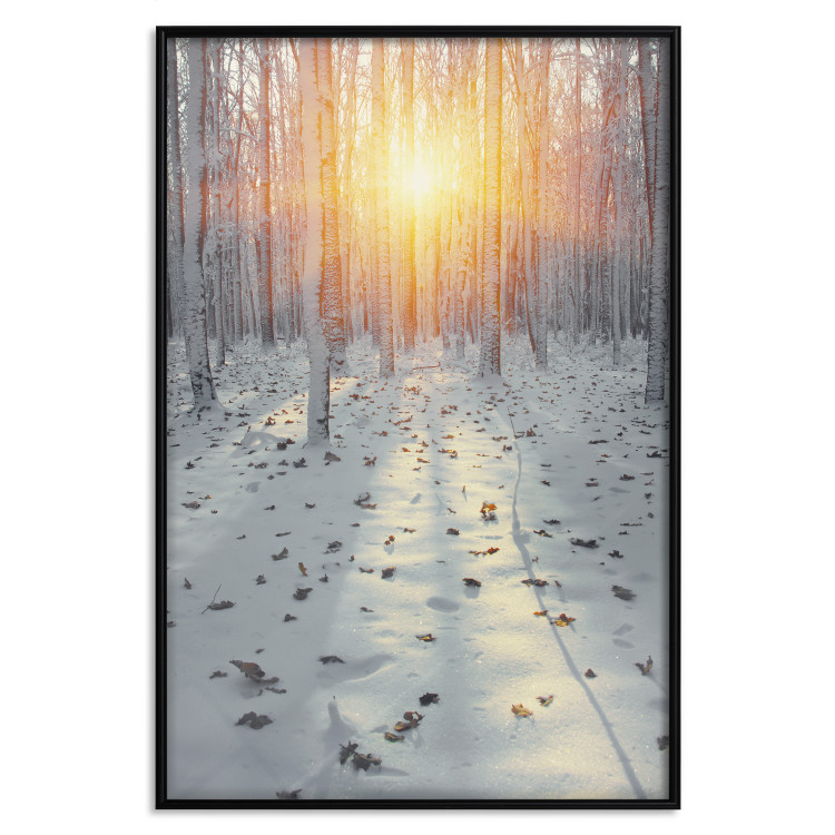 Wall Poster Winter Afternoon - forest in winter atmosphere against setting sun 124457 additionalImage 18