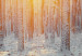 Wall Poster Winter Afternoon - forest in winter atmosphere against setting sun 124457 additionalThumb 8