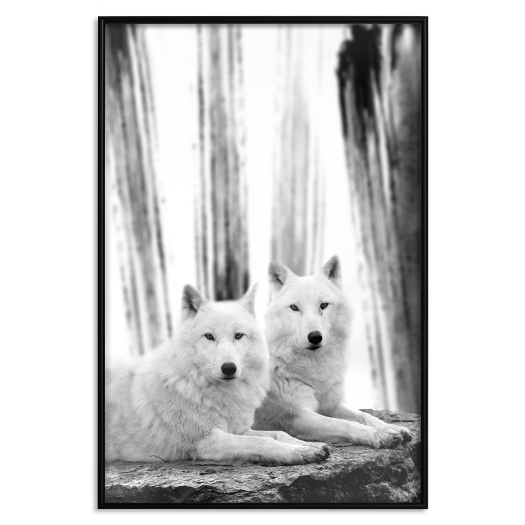 Poster Forest Love - pair of wolves lying on a rock in black and white style 126357 additionalImage 16