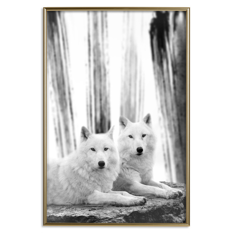 Poster Forest Love - pair of wolves lying on a rock in black and white style 126357 additionalImage 17