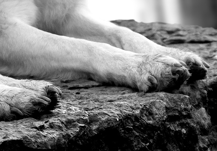 Poster Forest Love - pair of wolves lying on a rock in black and white style 126357 additionalImage 9