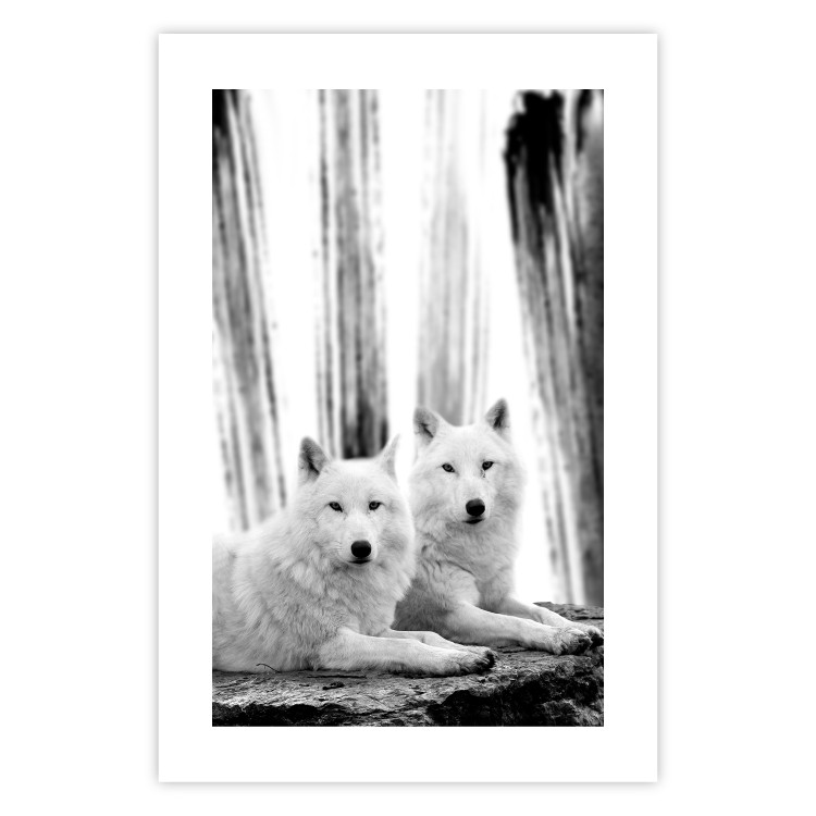 Poster Forest Love - pair of wolves lying on a rock in black and white style 126357 additionalImage 19
