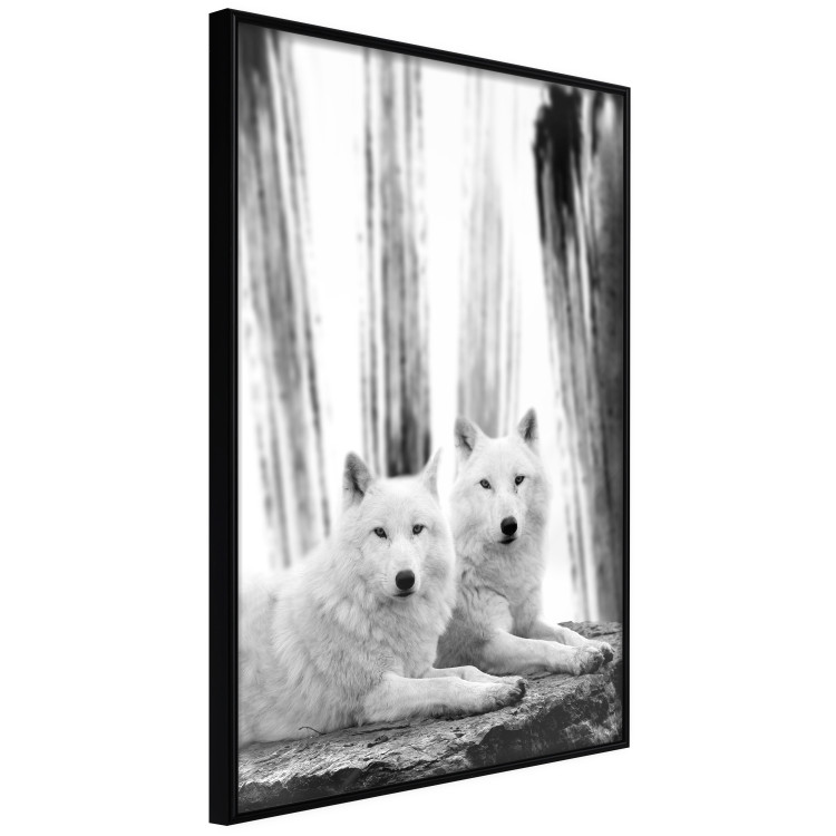 Poster Forest Love - pair of wolves lying on a rock in black and white style 126357 additionalImage 11
