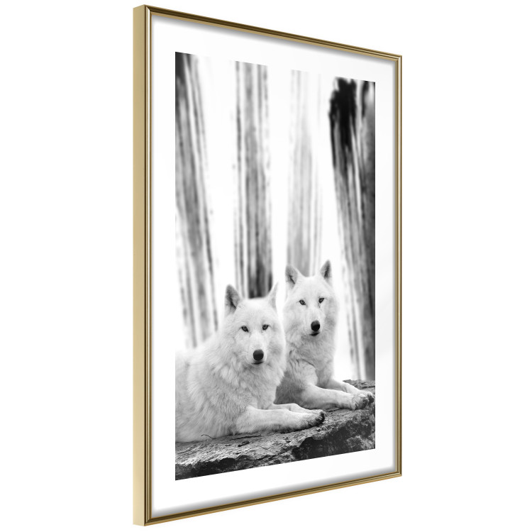 Poster Forest Love - pair of wolves lying on a rock in black and white style 126357 additionalImage 7