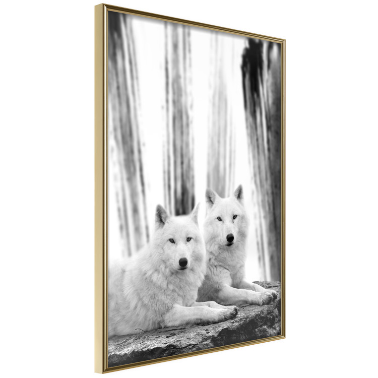 Poster Forest Love - pair of wolves lying on a rock in black and white style 126357 additionalImage 12