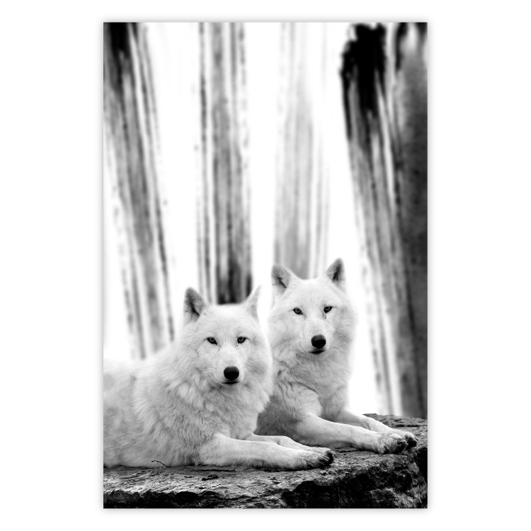 Poster Forest Love - pair of wolves lying on a rock in black and white style 126357