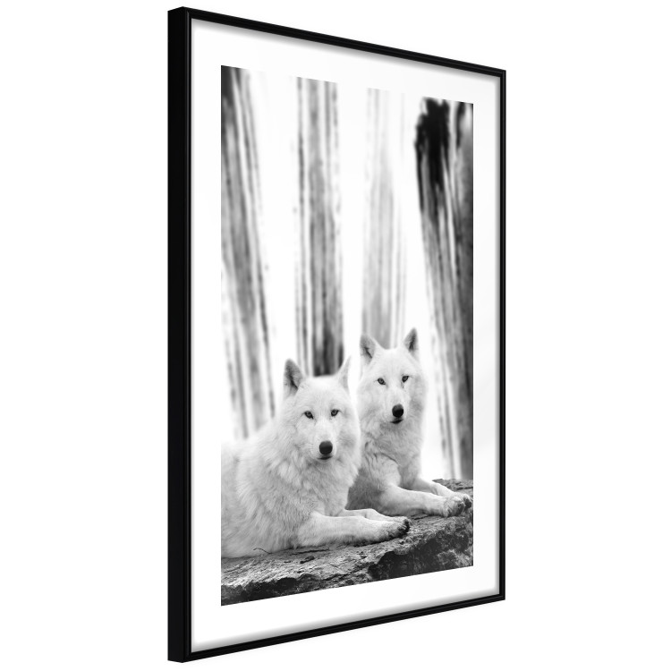 Poster Forest Love - pair of wolves lying on a rock in black and white style 126357 additionalImage 6