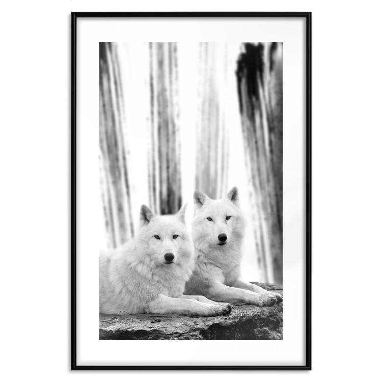 Poster Forest Love - pair of wolves lying on a rock in black and white style 126357 additionalImage 15
