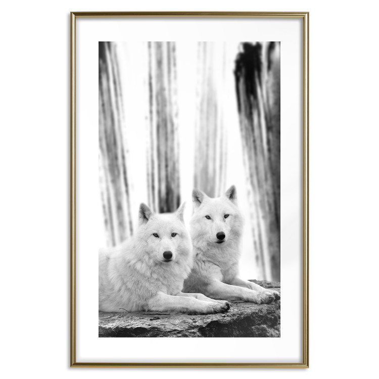 Poster Forest Love - pair of wolves lying on a rock in black and white style 126357 additionalImage 14