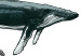 Canvas Whales (1 Part) Vertical 126857 additionalThumb 4
