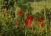 Canvas Print Poppies on Tuscany fields 58657 additionalThumb 5