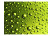 Wall Mural Water drops on the bottle of beer 61057 additionalThumb 1