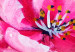 Canvas Print Still Life: Sakura Flowers 97957 additionalThumb 5